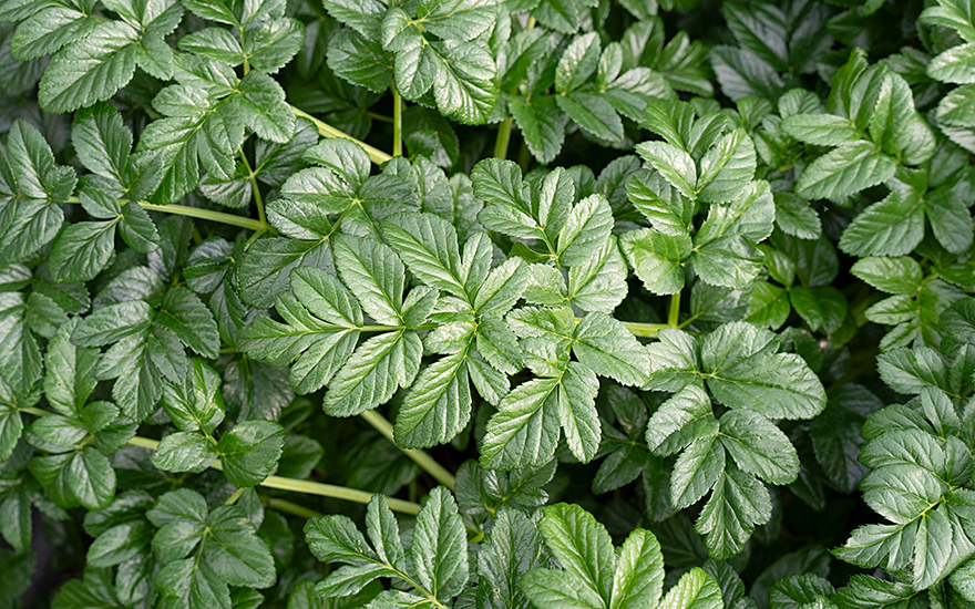 Spanische Engelwurz (Saatgut)