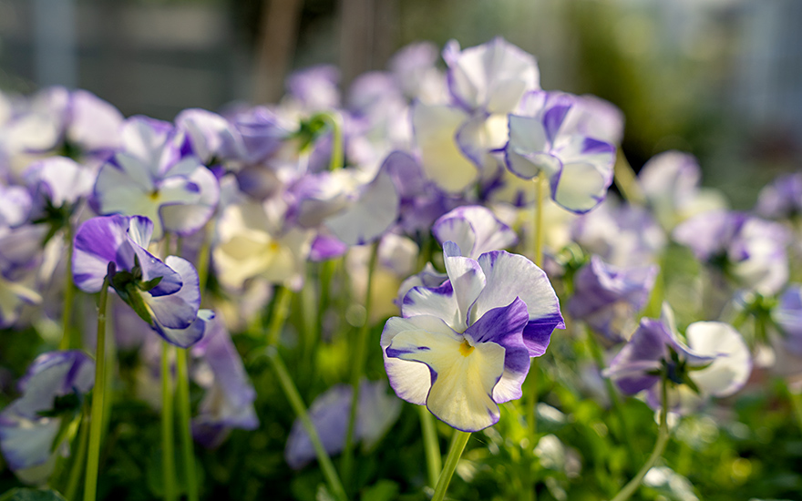 Duftveilchen 'Rebecca' (Pflanze)