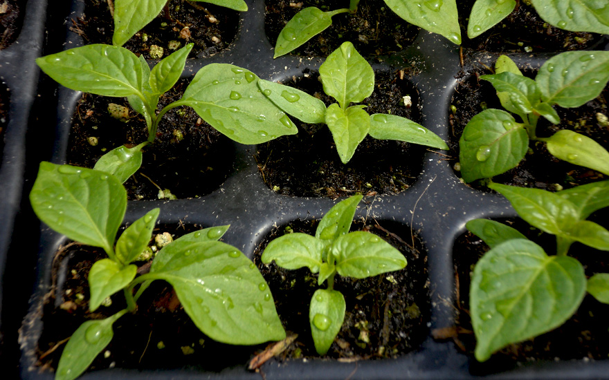 Chili Habanero 'Chocolate' (Saatgut)