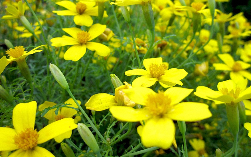 Gewürztagetes 'Lemon Gem' (Saatgut)