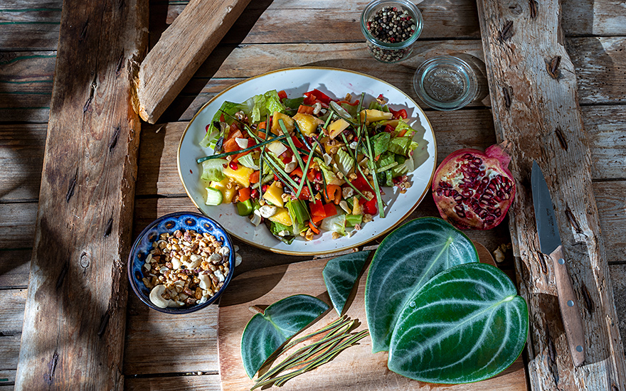 Cilantro-Peperomie, Tequelite (Pflanze)