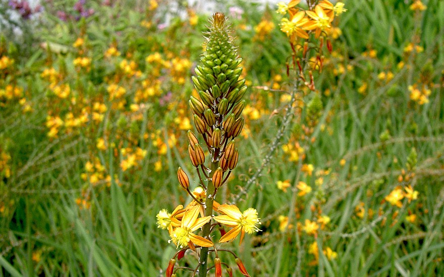 Bulbine, Katzenschwanzpflanze (Pflanze)