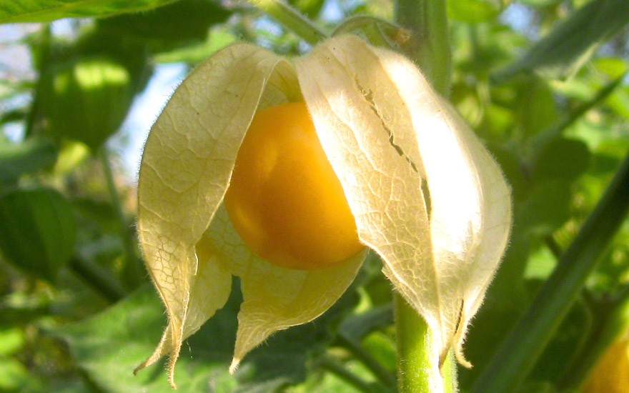 Andenbeere, Physalis (Pflanze)