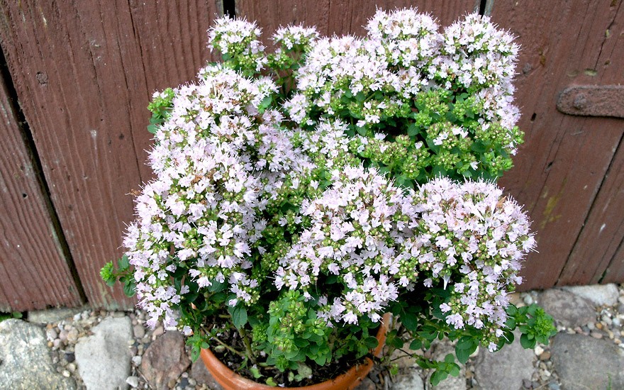 Sibirischer Oregano (Pflanze)