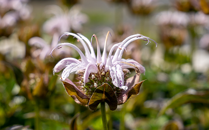 Monarda 'Ozark' (Pflanze)