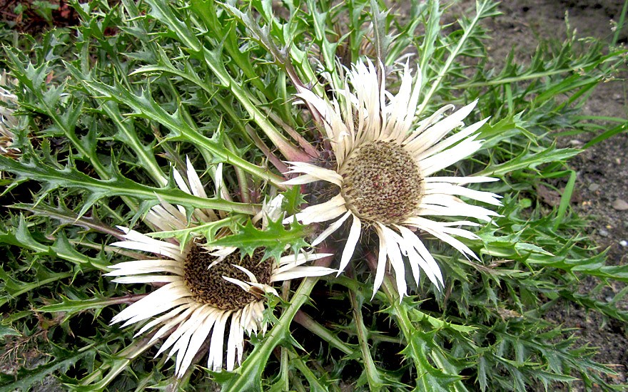 Silberdistel (Pflanze)