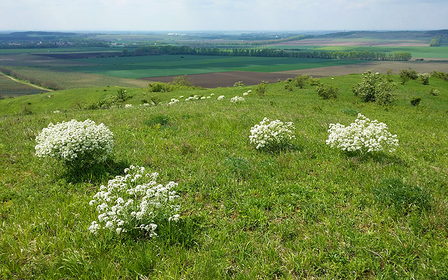 Tatarenkohl (Saatgut)