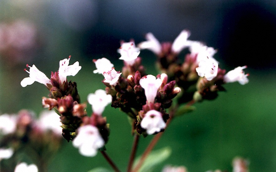 Kirgisischer Oregano (Pflanze)