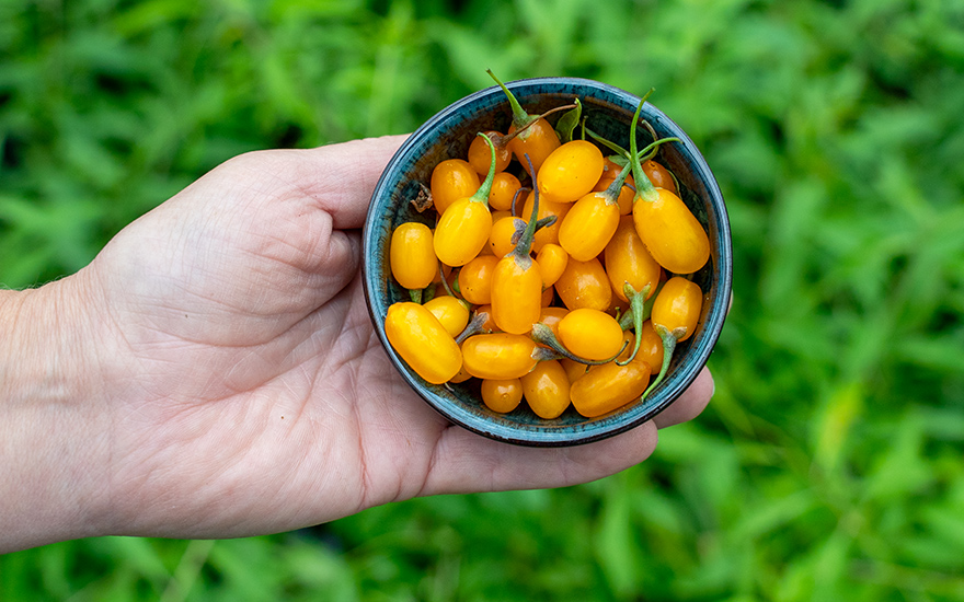 Goji-Beere 'Golden Honey' (Pflanze)