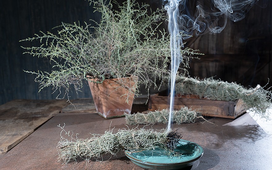 Aragonischer Wermut (Pflanze)