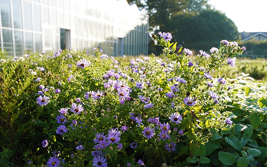 Aromatische Aster (Saatgut)