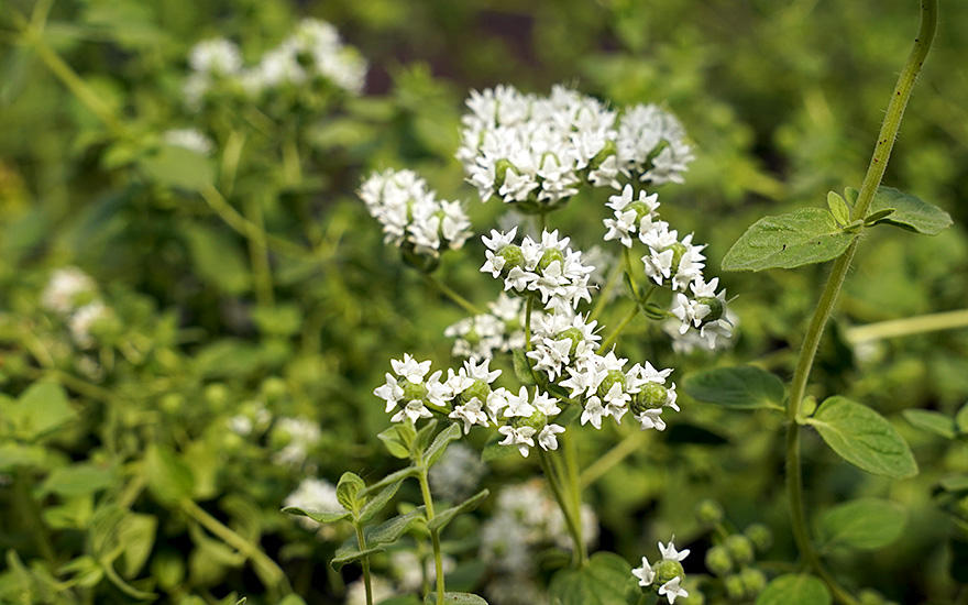 Türkischer Oregano (Pflanze)