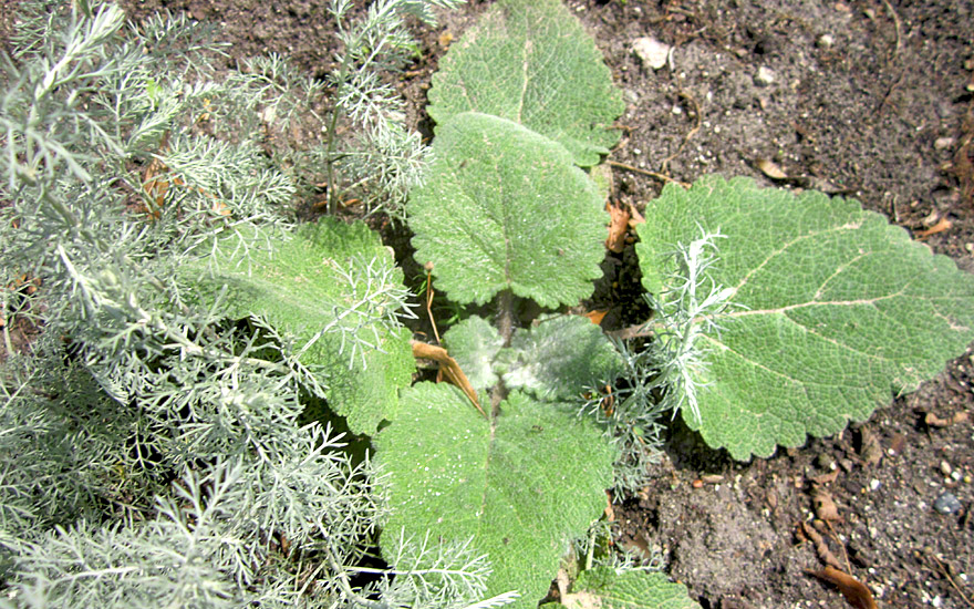 Muskatellersalbei (Pflanze)