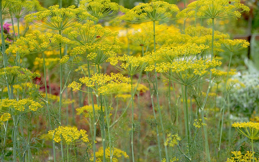 Dill 'Vierling' (Saatgut)