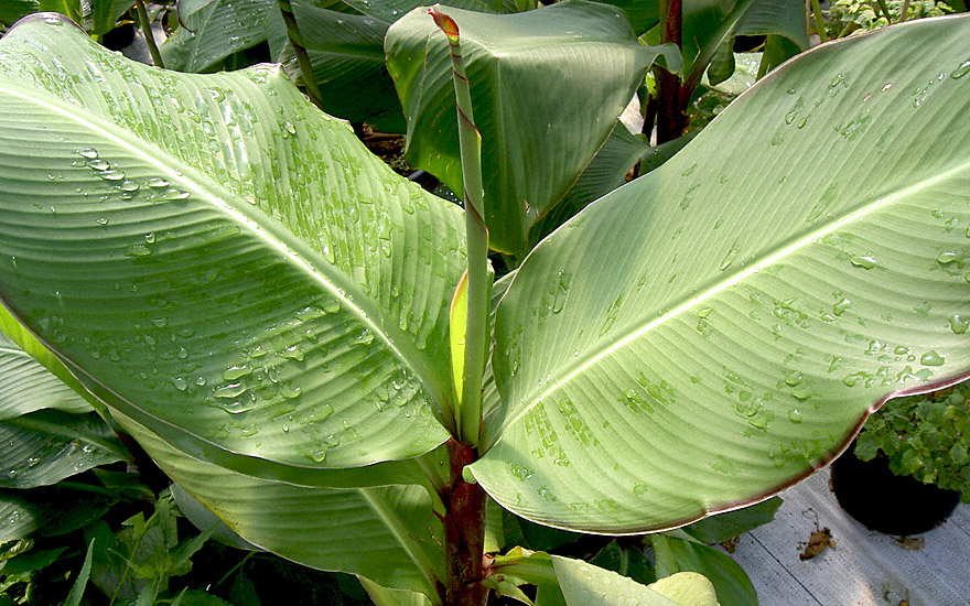 Australische Canna (Pflanze)