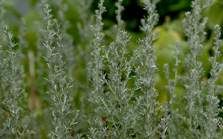 Provence-Wermut (Pflanze)