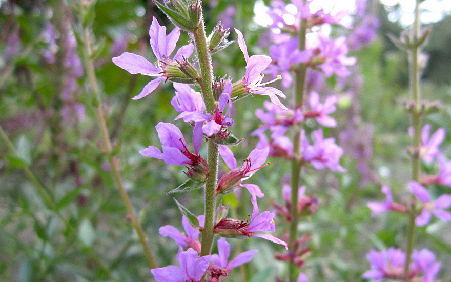 Blutweiderich (Saatgut)