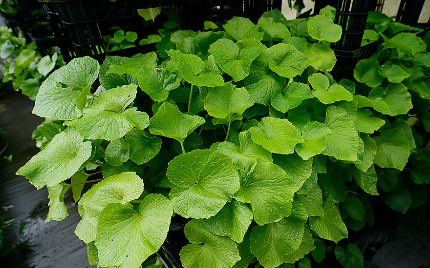 Wasabi 'Mephisto Green' (Pflanze)