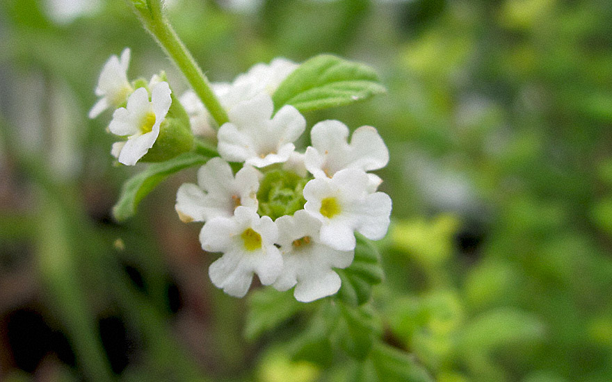 Dominikanischer Oregano (Pflanze)