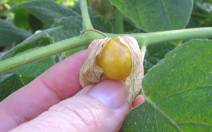 Andenbeere, Physalis (Pflanze)