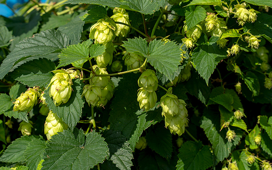 Bierhopfen 'Cascade' (Pflanze)