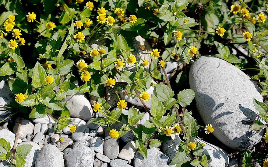 Kriechende Parakresse (Pflanze)