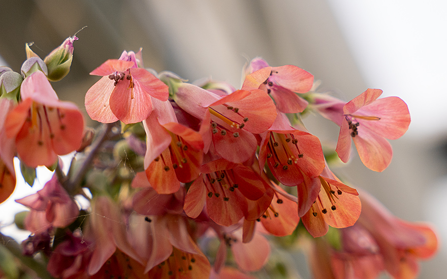 Brutblatt (Goethe-Pflanze) (Pflanze)