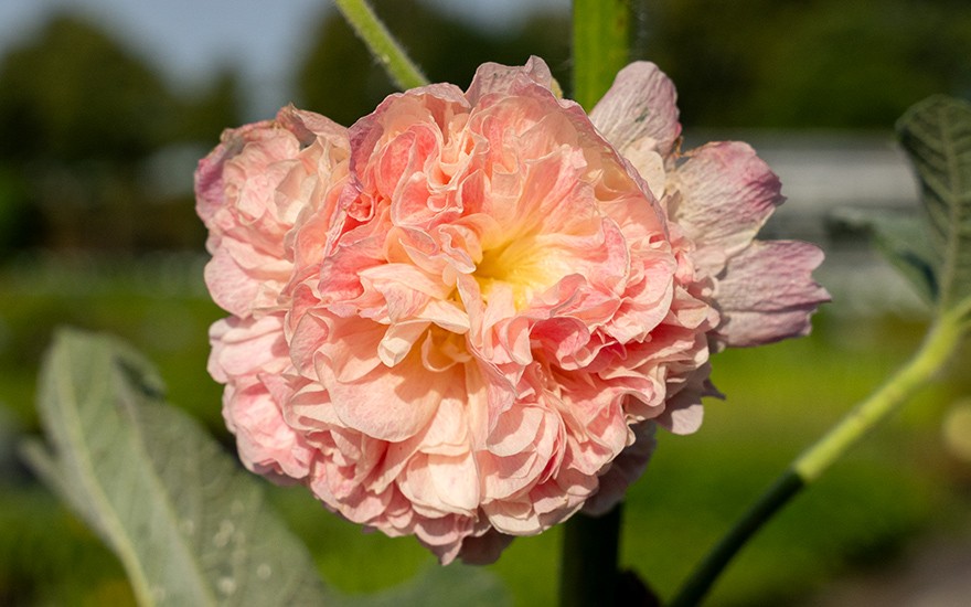 Bauernstockrose, gefüllt (Saatgut)