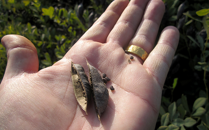 Färberhülse (Saatgut)