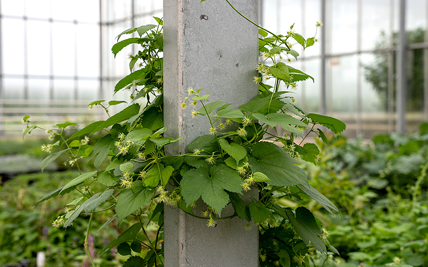 Bierhopfen 'Cascade' (Pflanze)