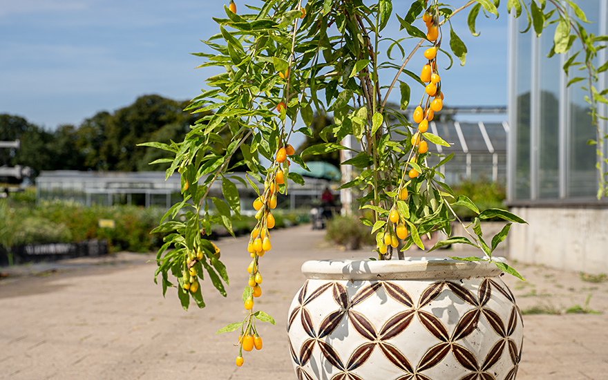 Goji-Beere 'Golden Honey' (Pflanze)