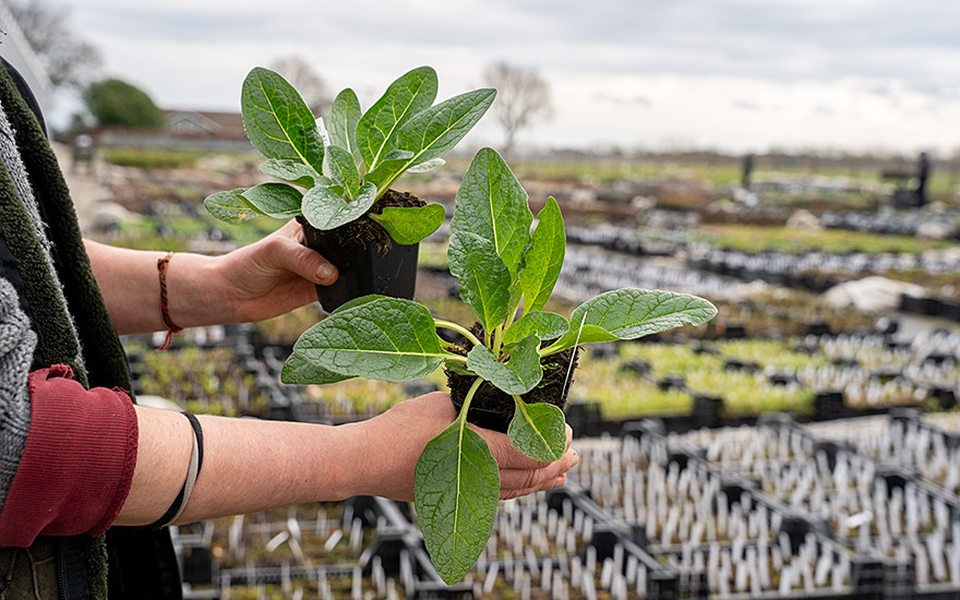 Alraune, herbstblühend (Saatgut)
