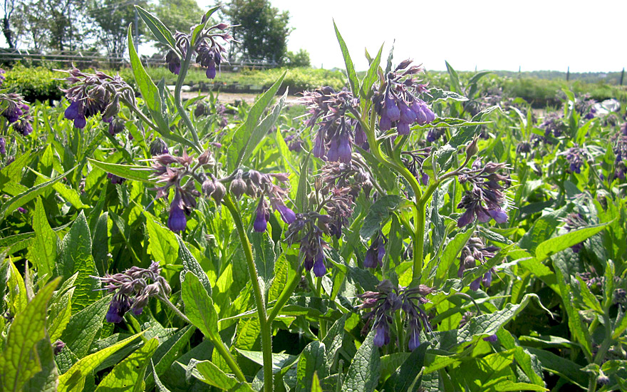 Beinwell (Wilder Comfrey) (Pflanze)