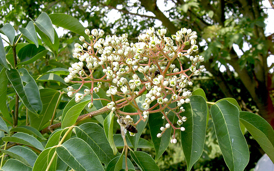 Bienenbaum (Pflanze)