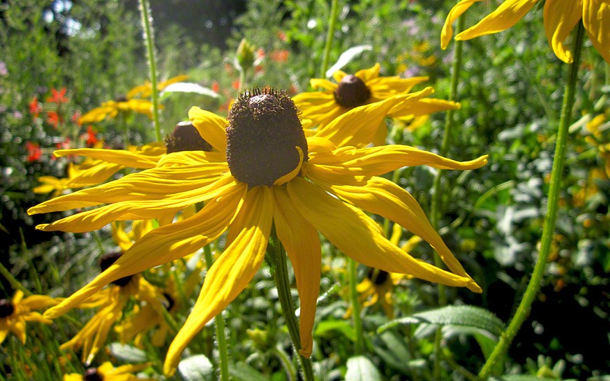 Gelber Sonnenhut (Pflanze)