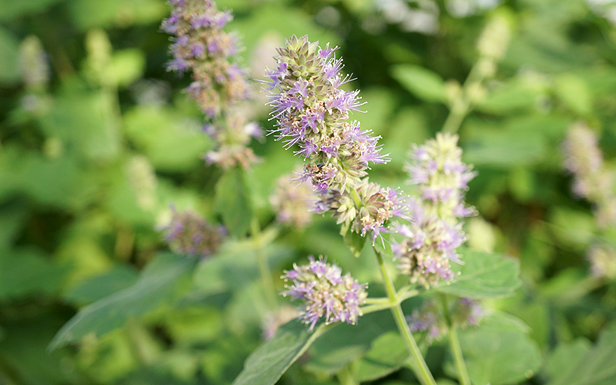 Indisches Patchouli, Wildform (Pflanze)