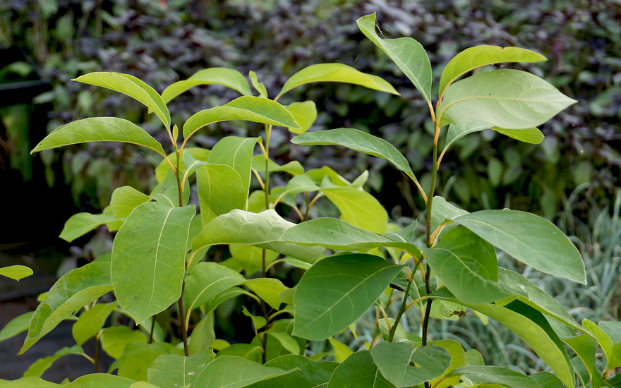 Lindera Botanisch Rühlemann's Kräuter und Duftpflanzen