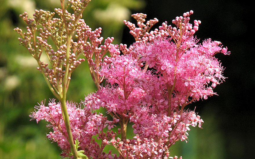 Prärie-Mädesüß (Pflanze)