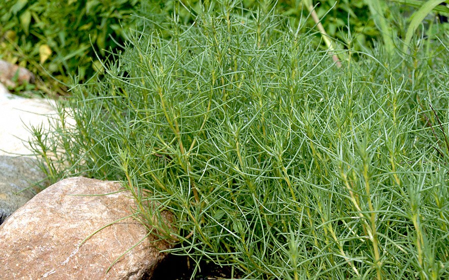 Agretti, Salzkraut (Saatgut)