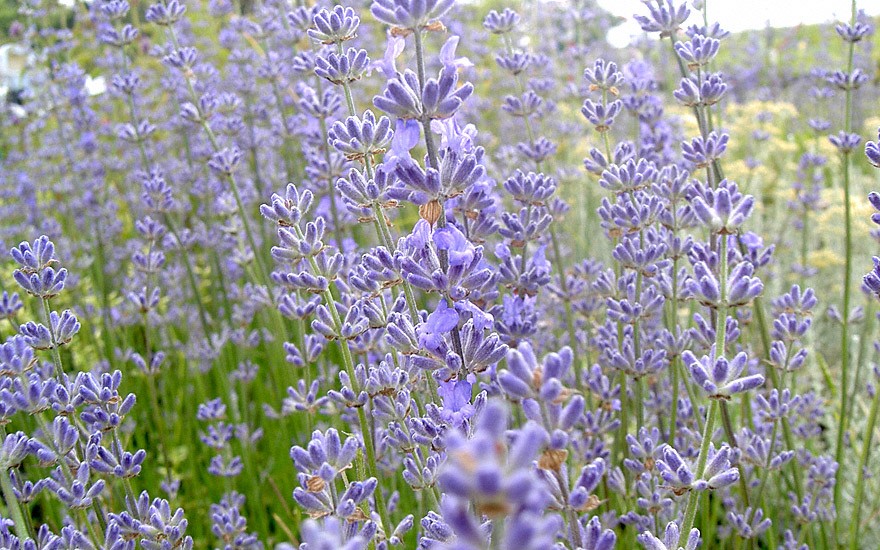 Lavendel 'Reve de Jean Claude' (Pflanze)