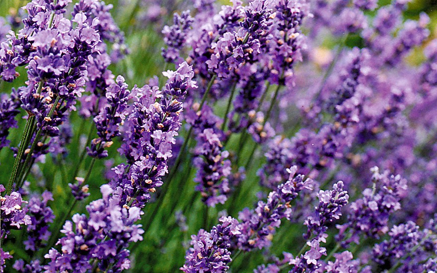 Lavendel 'Munstead' (Saatgut)