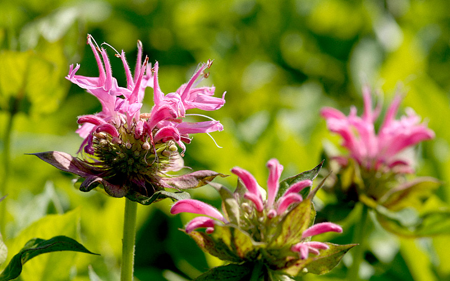 Goldmelisse, rosa blühend (Indianernessel) (Pflanze)