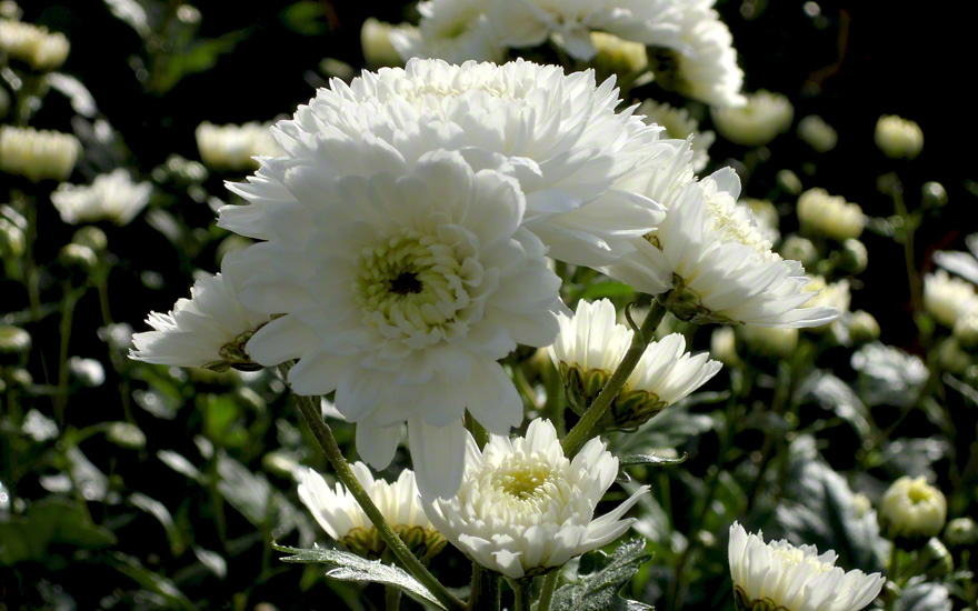 Chinesische Tee-Chrysantheme, gefüllt blühend (Ju Hua) (Pflanze)