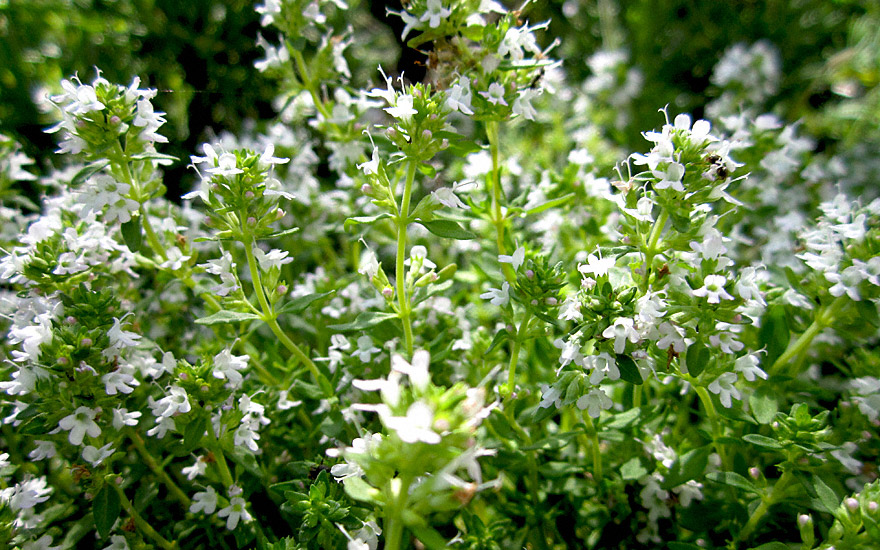 Piemontesischer Limonenthymian (Pflanze)
