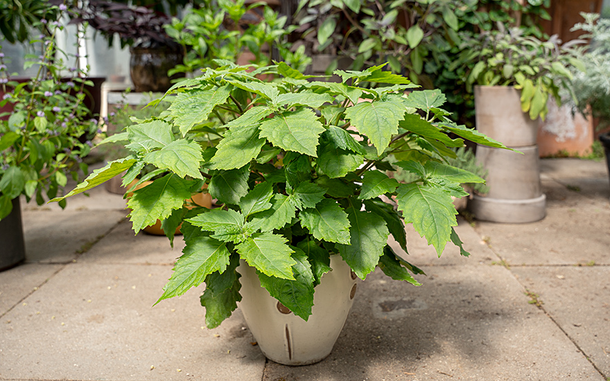 Indisches Patchouli, weiss (Pflanze)