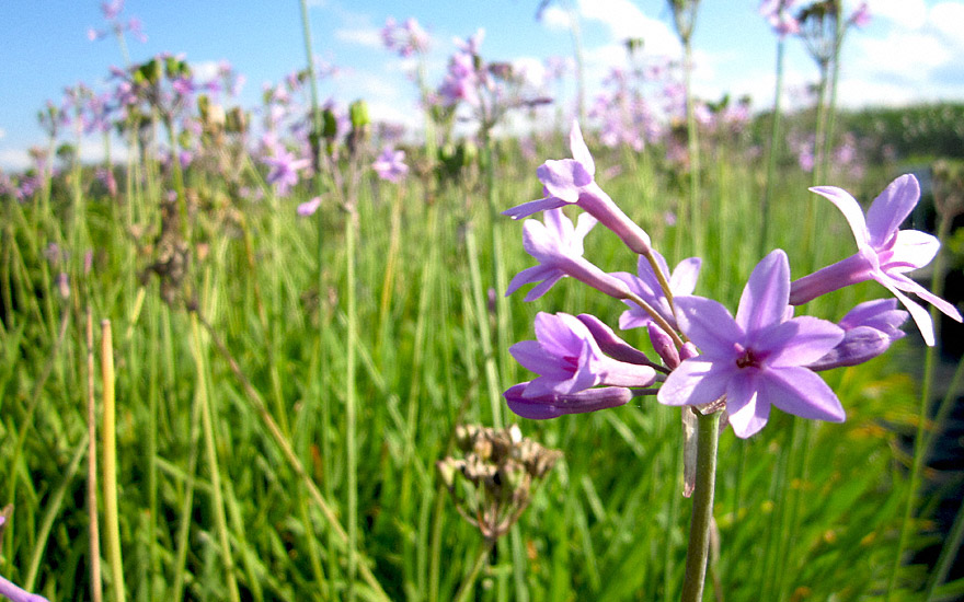 Zimmerknoblauch, grün (Pflanze)