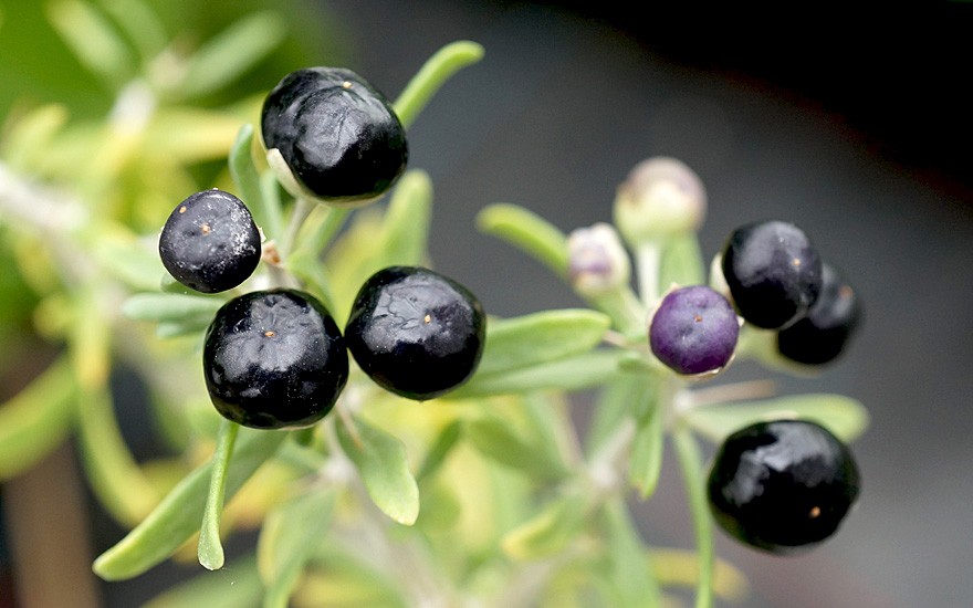 Schwarze Goji-Beere (Saatgut)