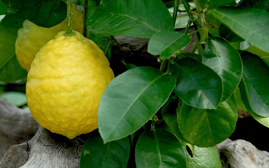 Zitrone 'Ponderosa' (Pflanze)