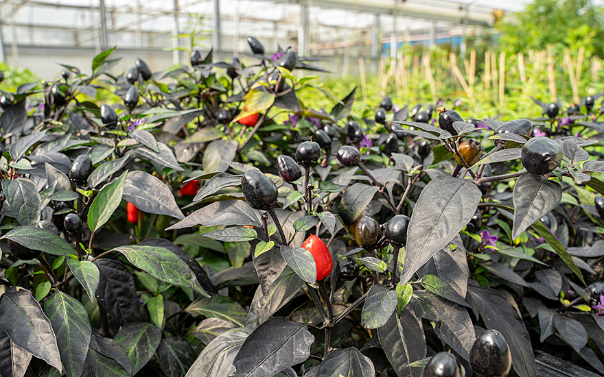 Chili &#039;Peruvian Purple&#039; (Saatgut)
