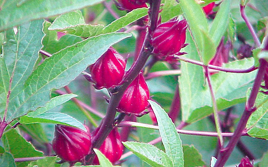 Hibiskustee, Roselle (Saatgut)